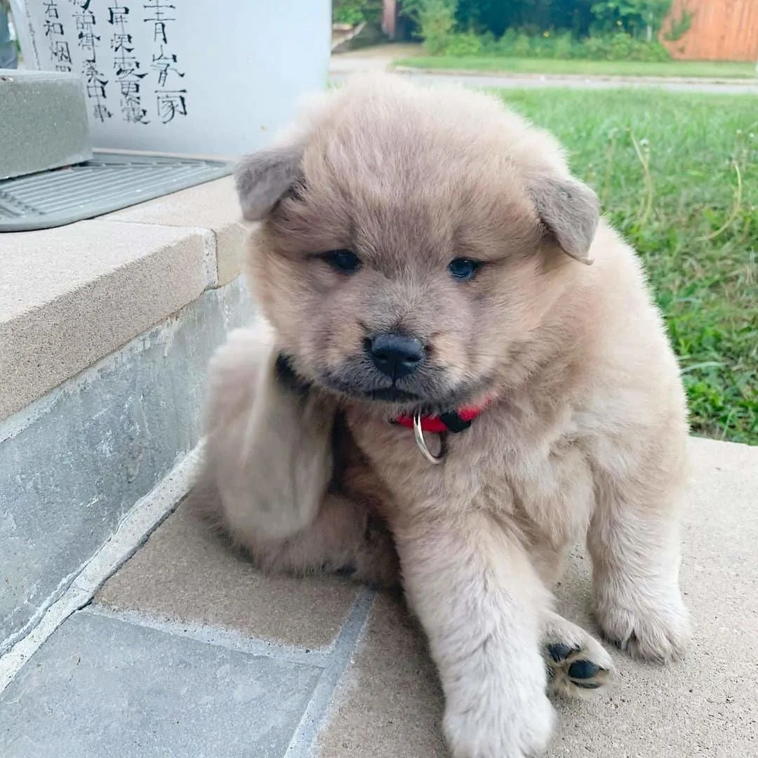 chow chow shar pei mix puppy