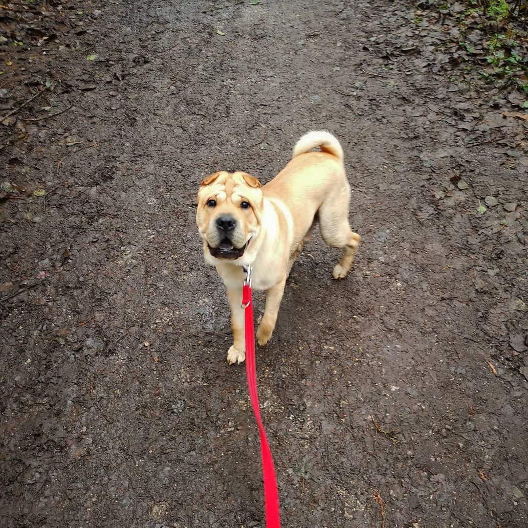 chow pei dog in a walk