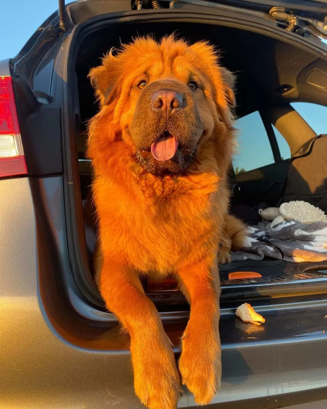 chow pei in the car trunk