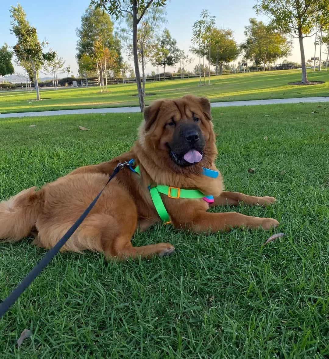 chow pei mix in park