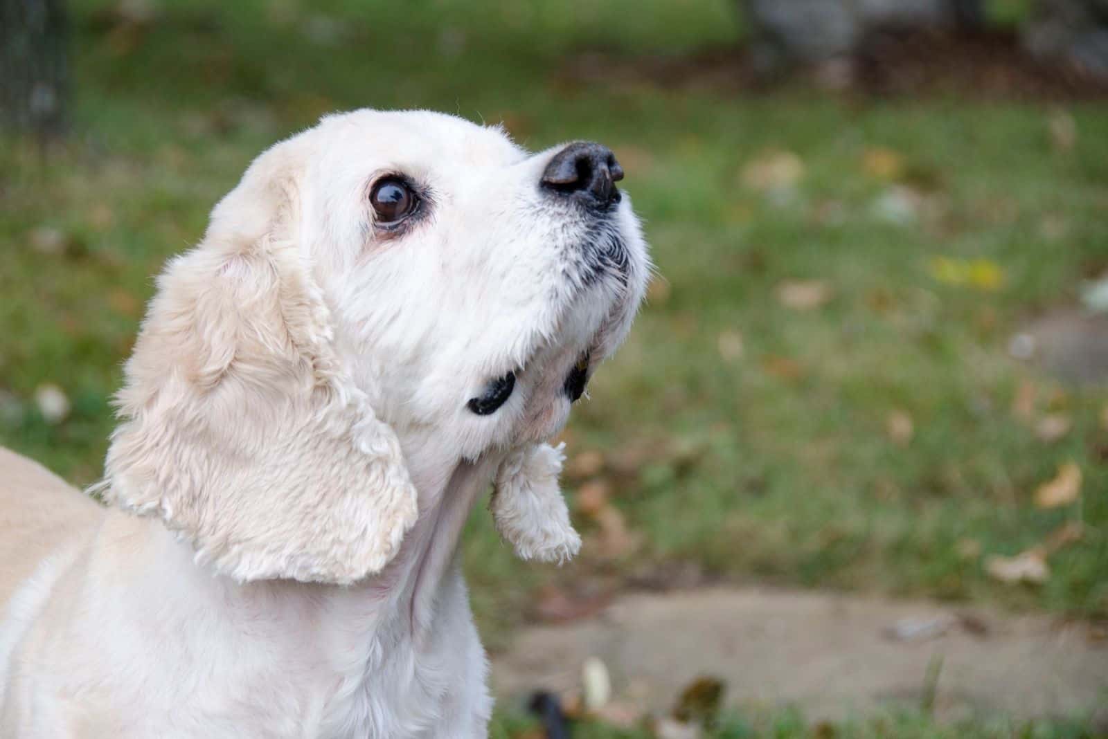 cocker spaniel corgi mix breed dog in a headshot standing outdoors