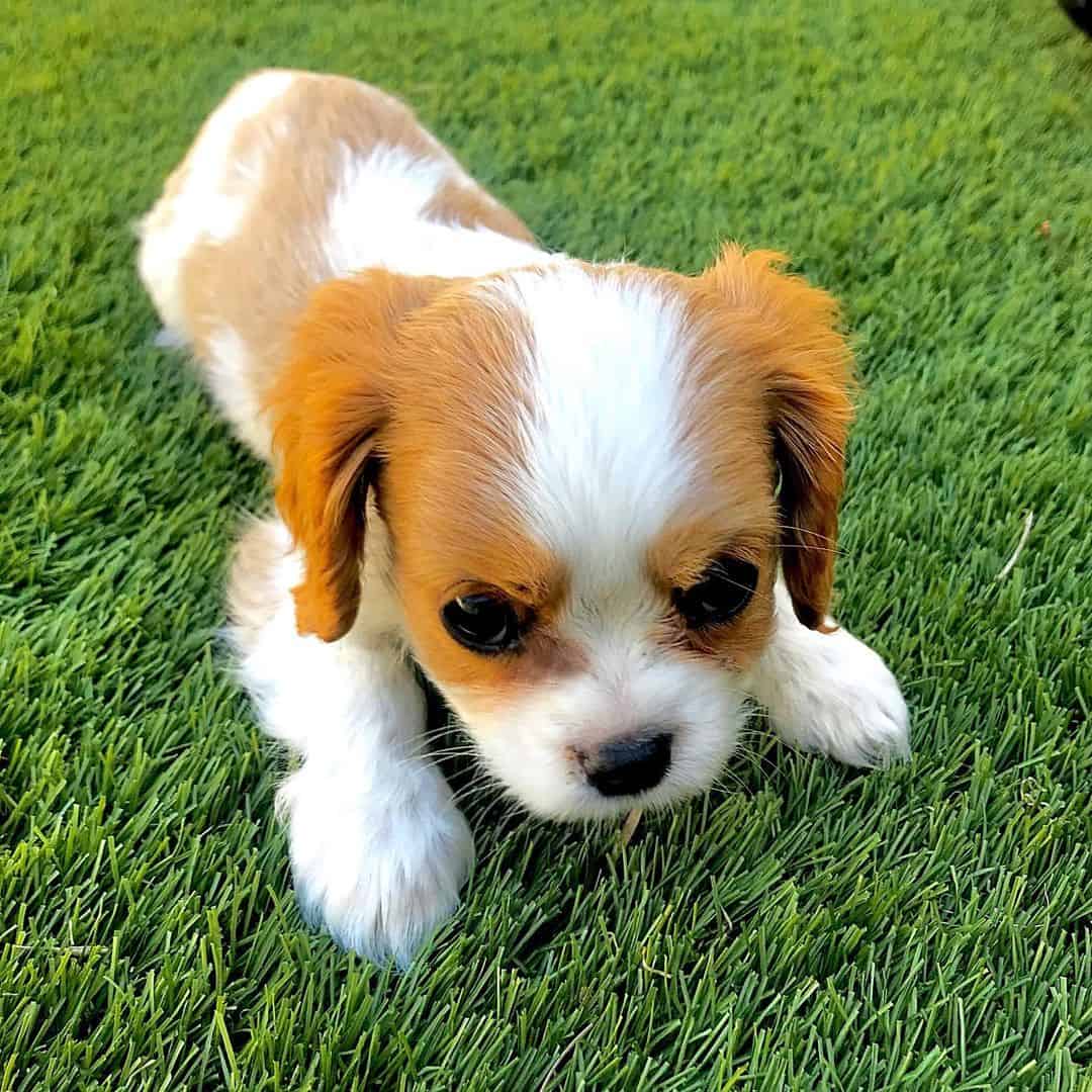 coco teacup chavalier charles king spaniel puppy