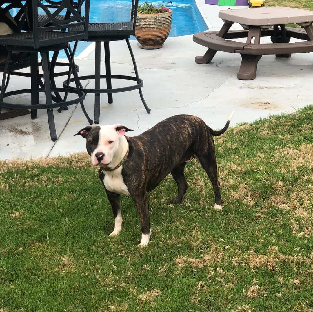 colby brindle pitbull