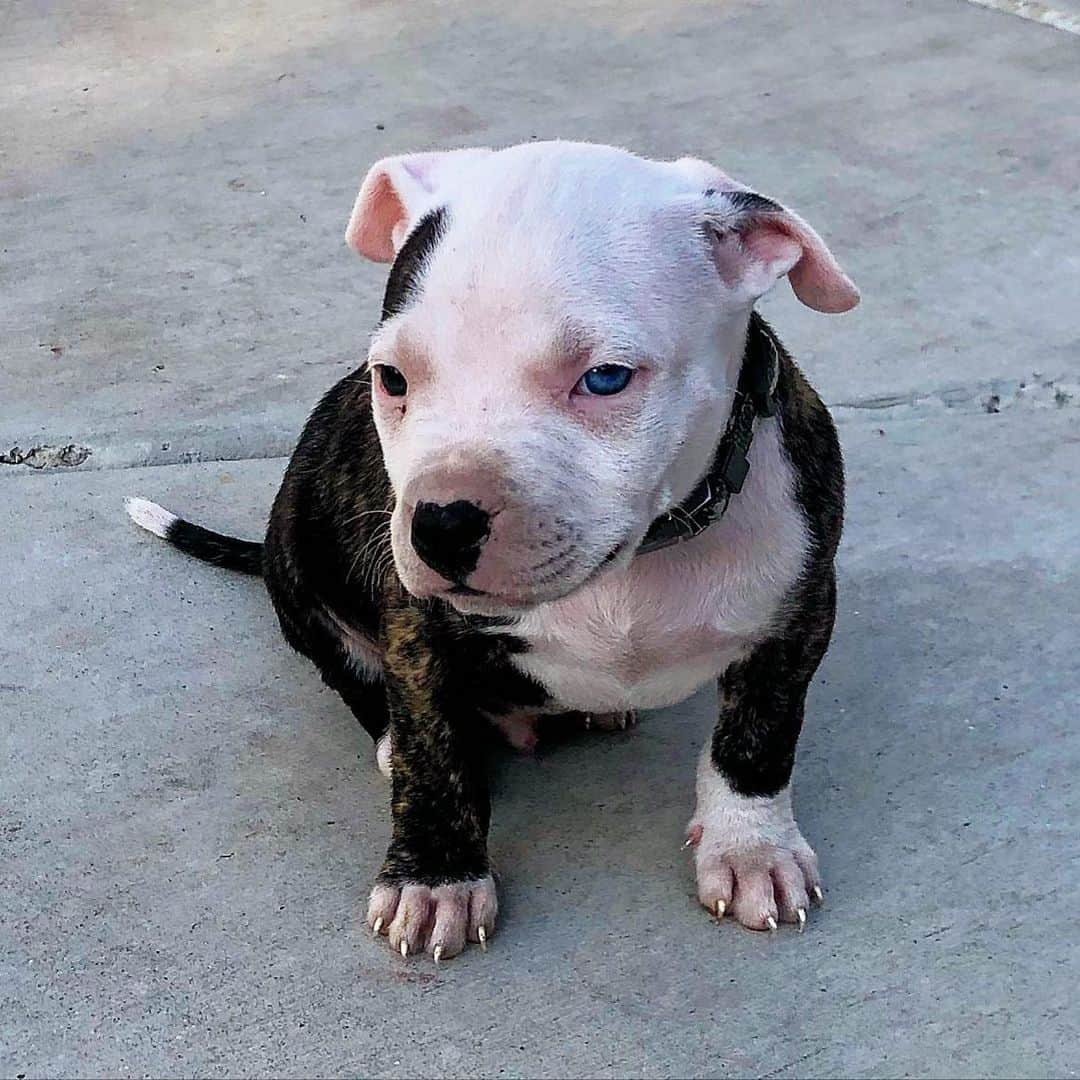 colby pitbull puppy