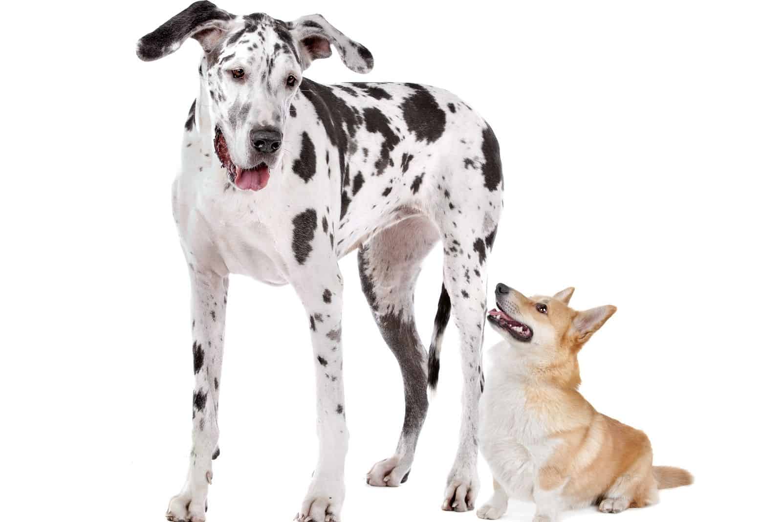 corgi great dane dogs in white background