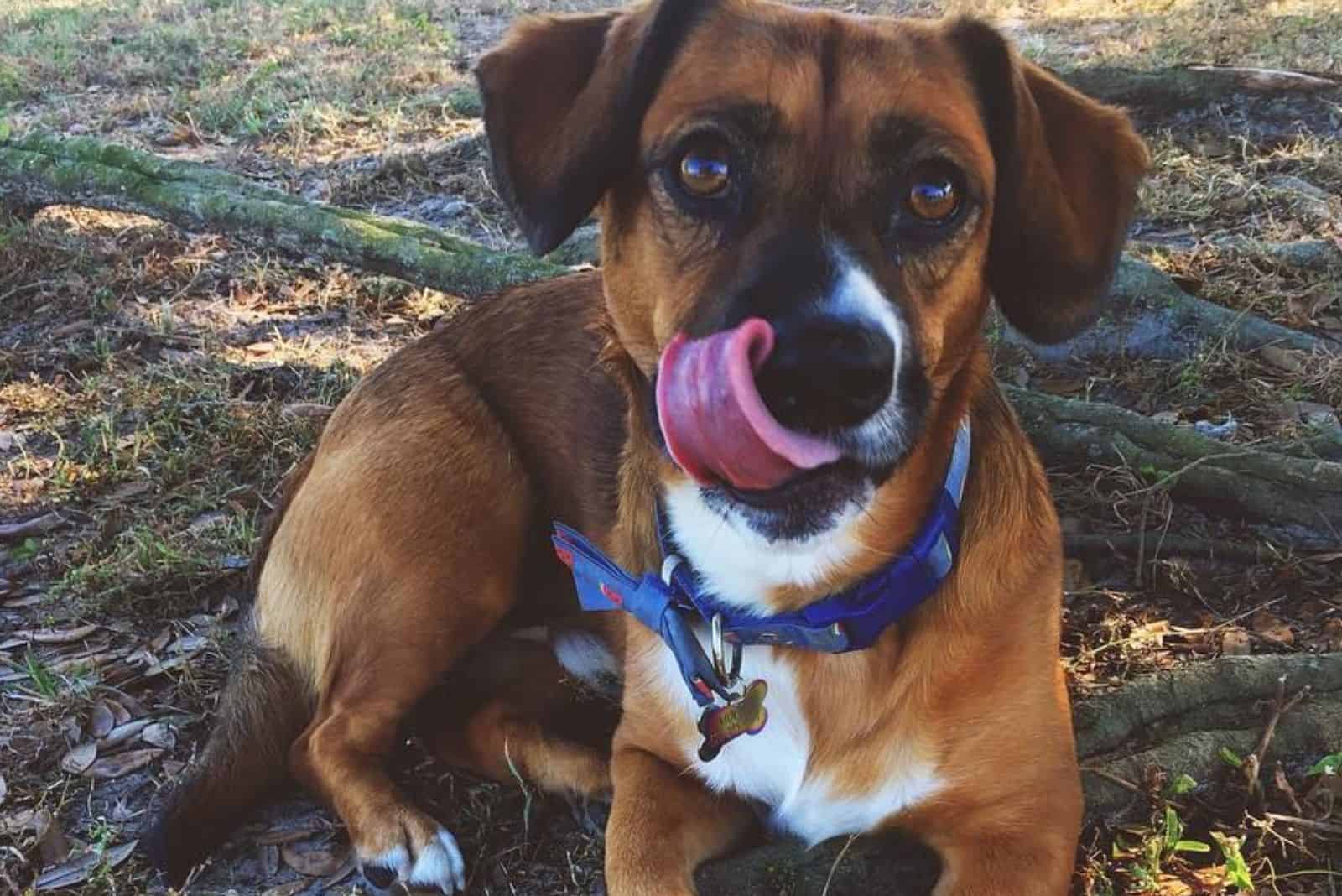 corgi boxer dog