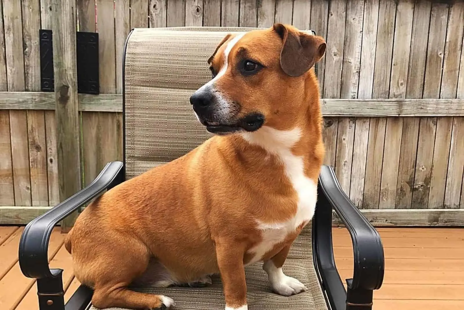 corgi boxer mixed breed dog