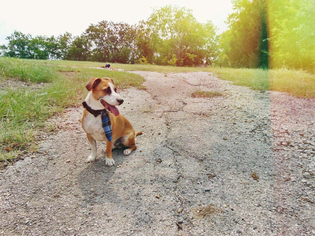 corgi boxer mixed breed