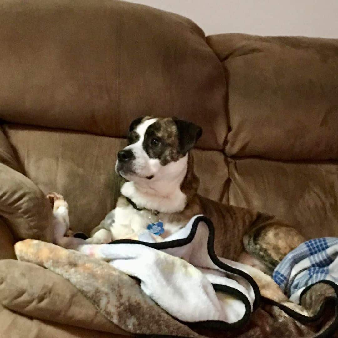 corgi bulldog mix dog lying down in the couch
