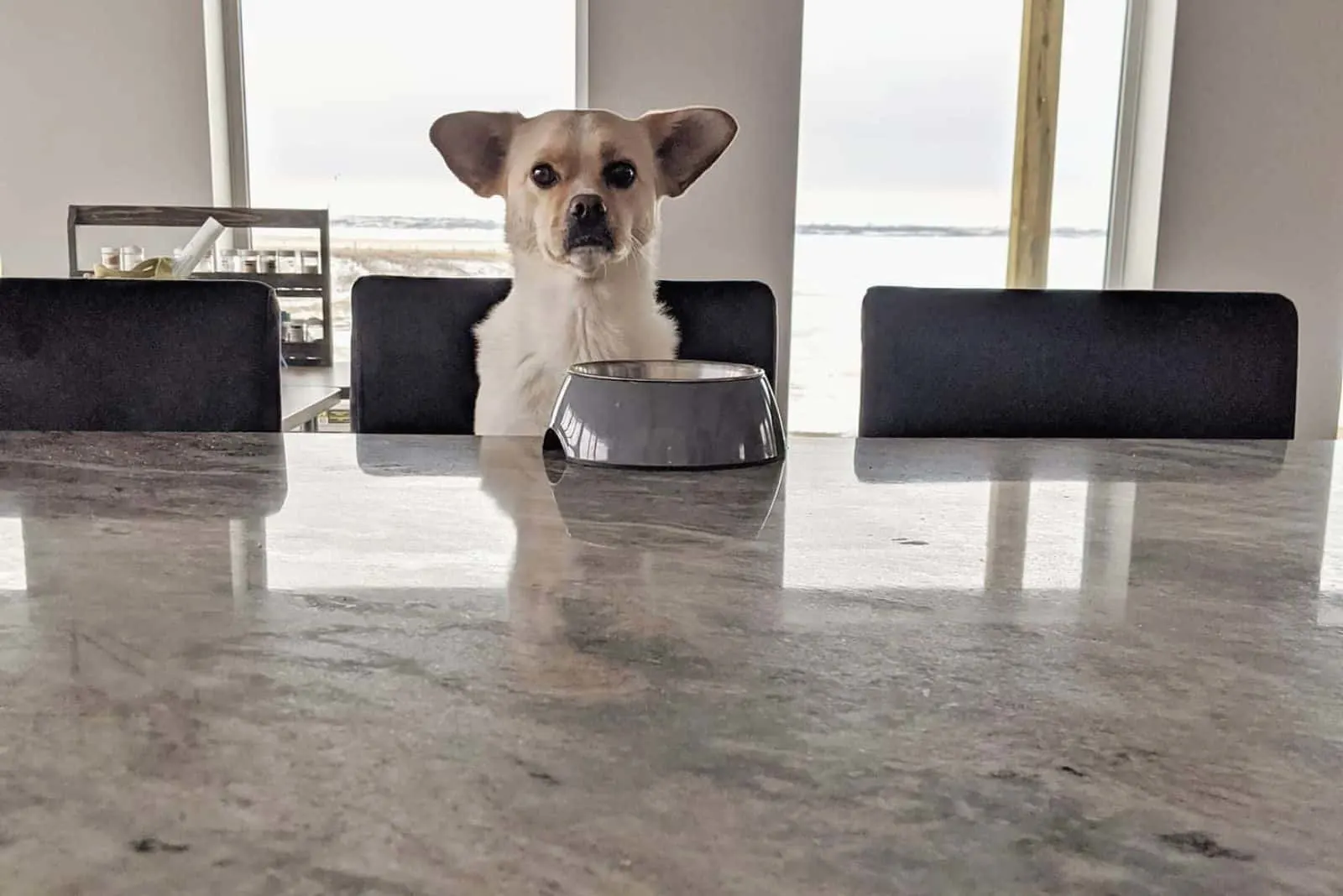 corgi mix boxer in front of the food bowl in the table