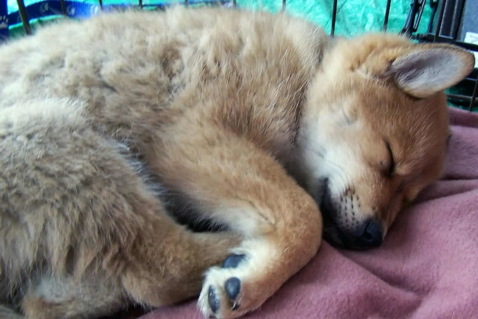 corgi mix chow chow puppy sleeping in the crate