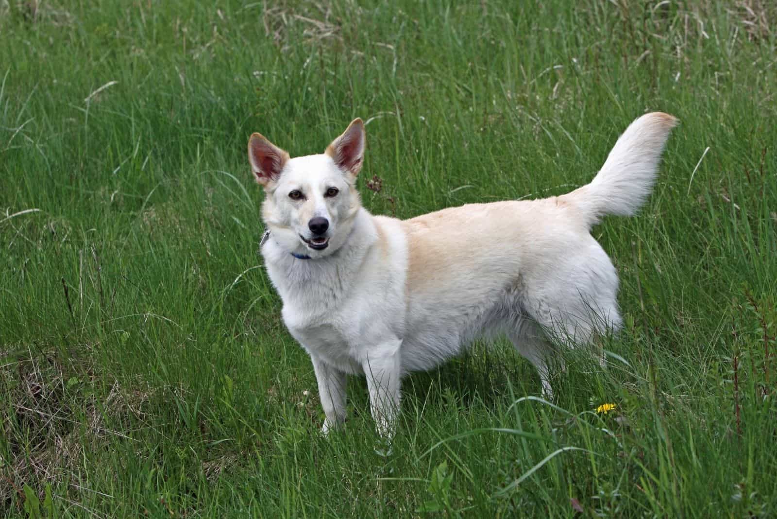 corgi mixed breed dog standing outdoors and looking at the camera from afar