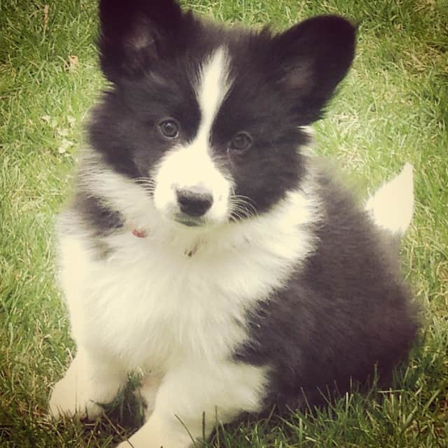 corgi samoyed mix dog outdoors standing