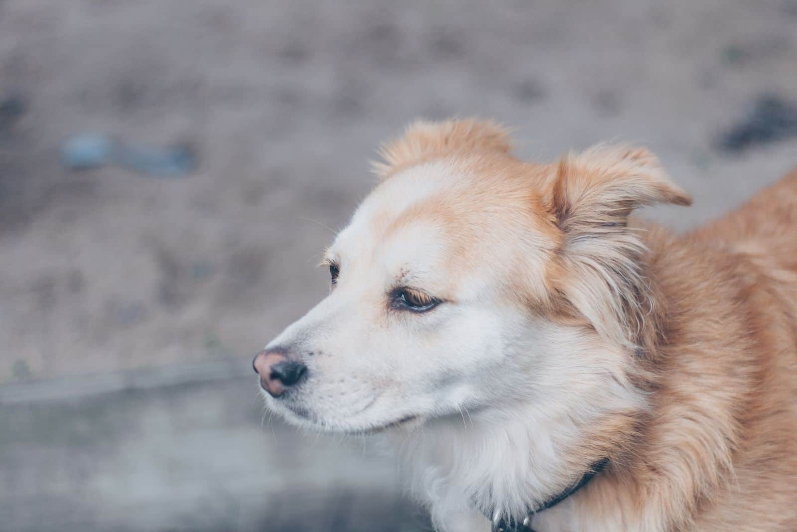 corgi spitz mix dog in close up image