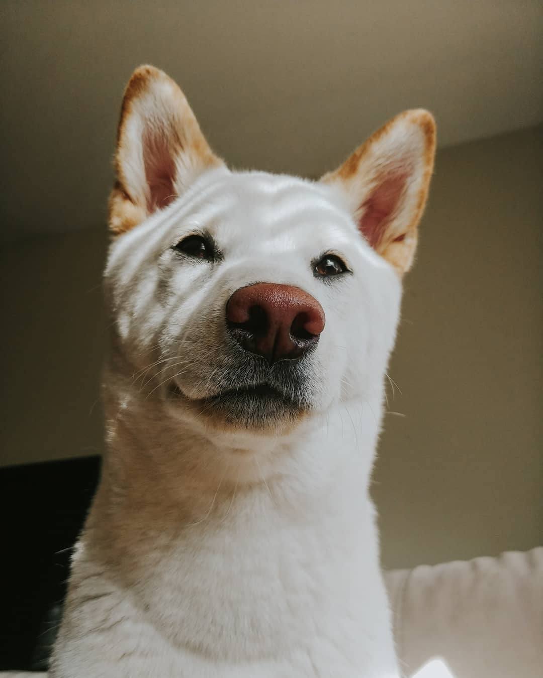 cream shiba inu at home