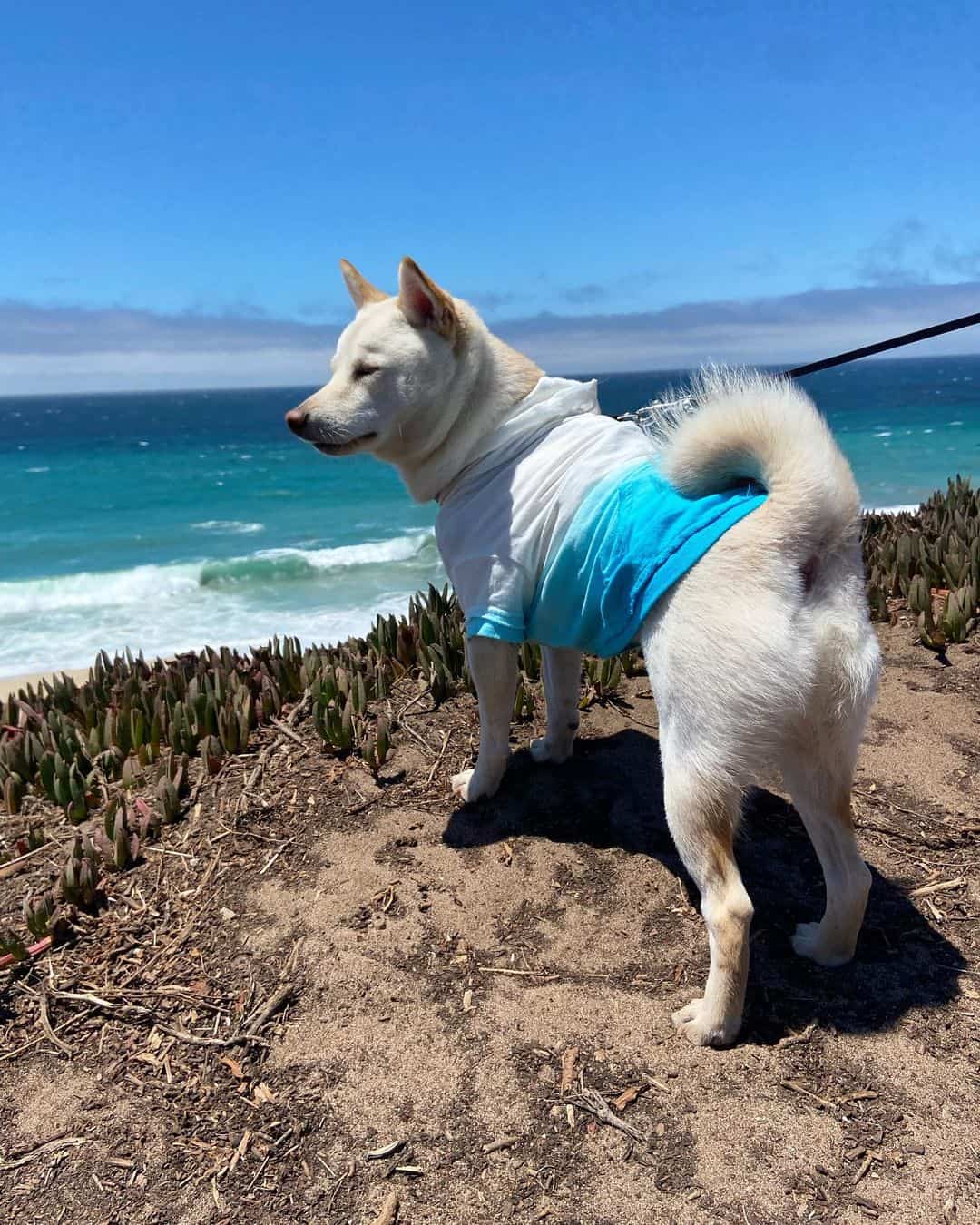 cream shiba inu in nature