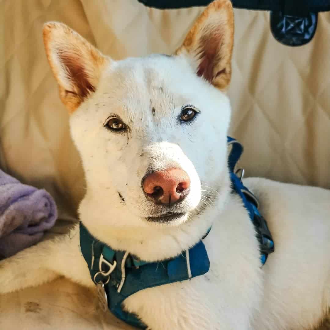 cream shiba inu on bed