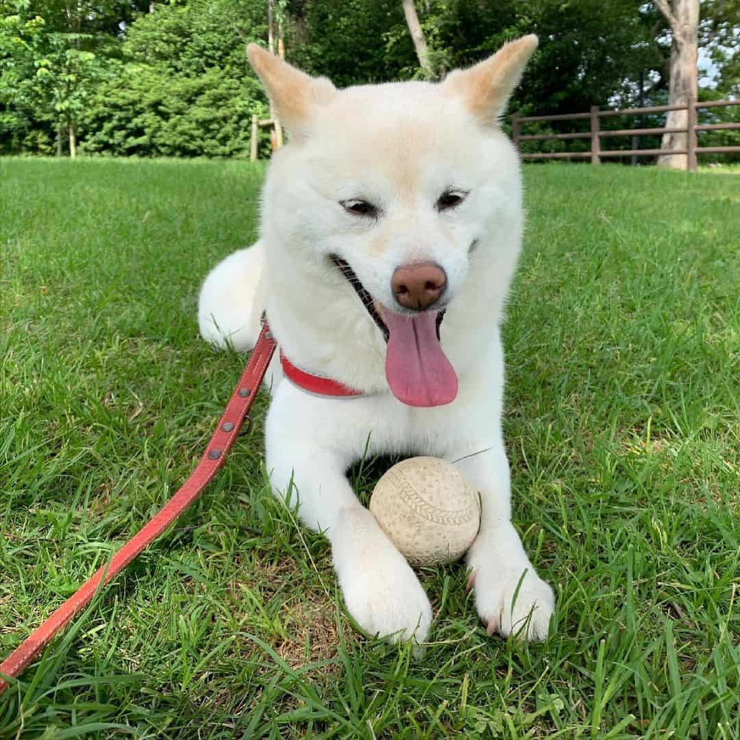 cream shiba inu playing in park