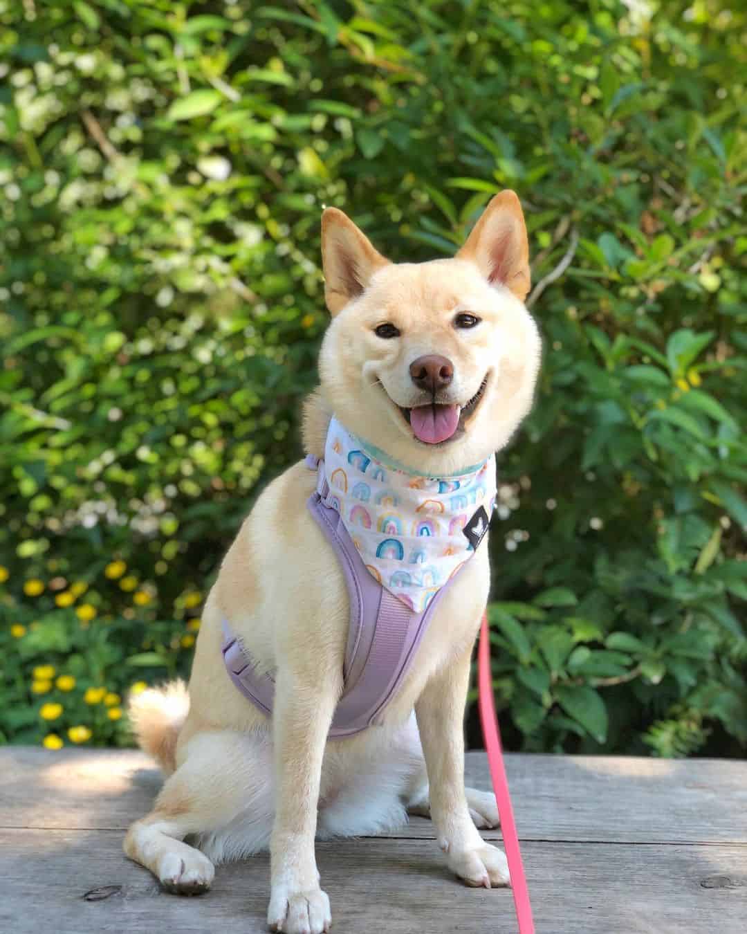 cream shiba inu