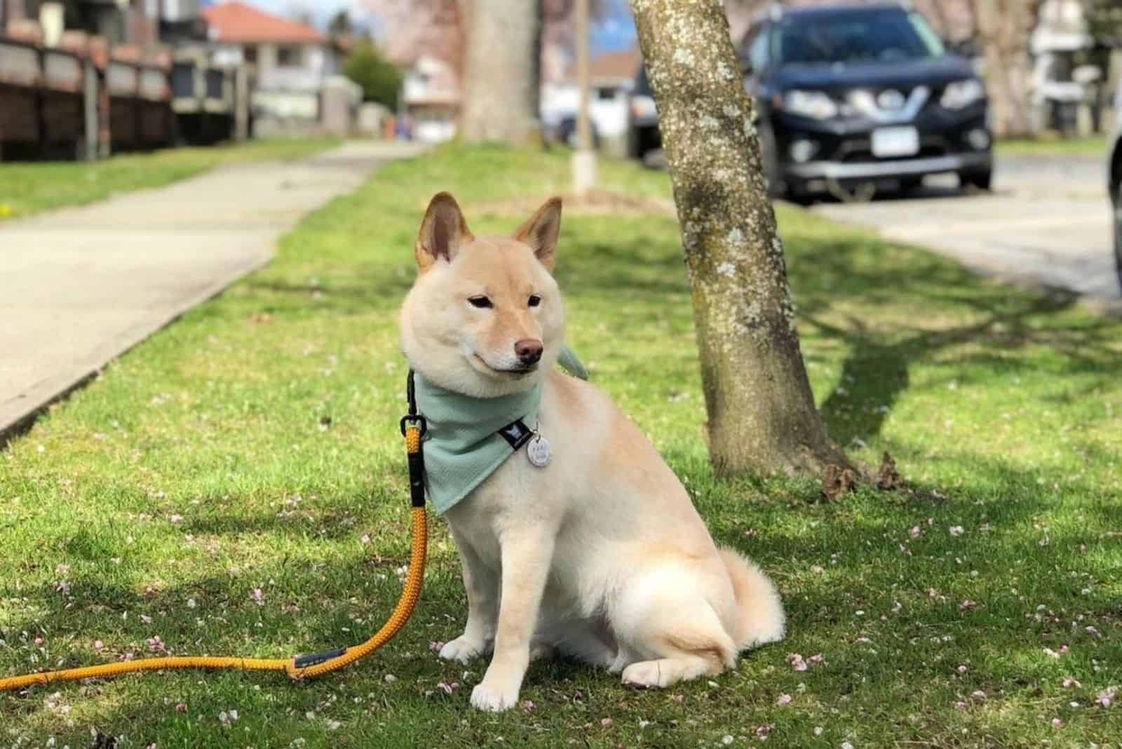 cute Cream Shiba Inu