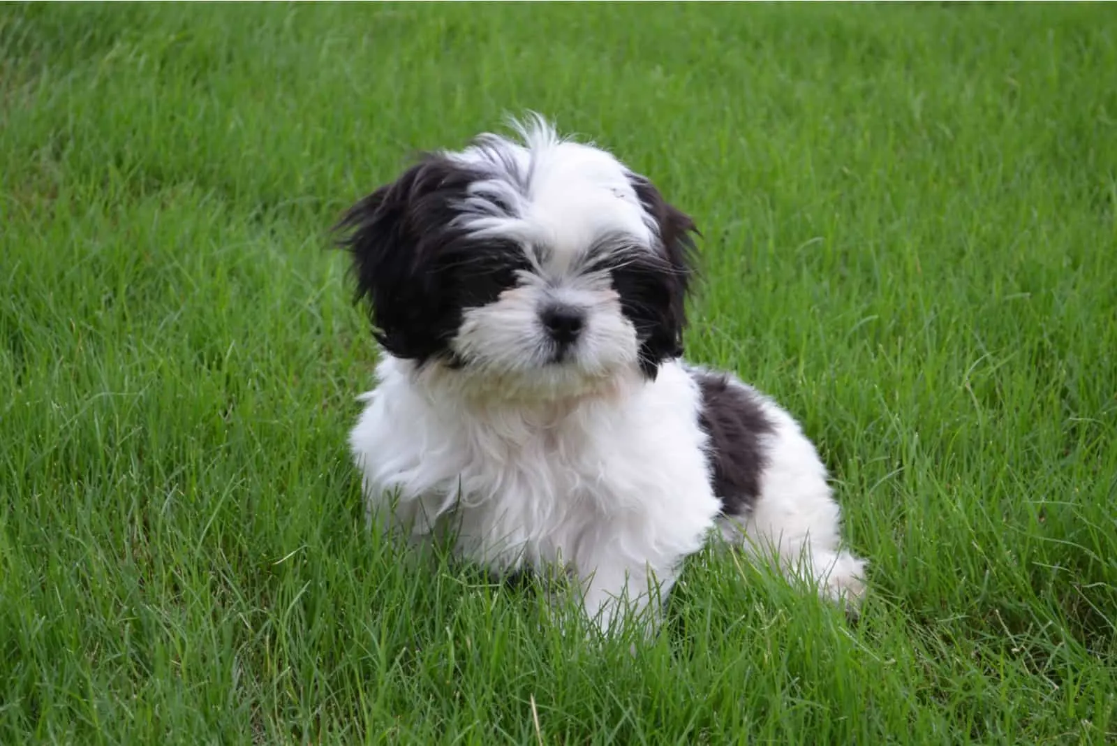cute black and white shih tzu puppy