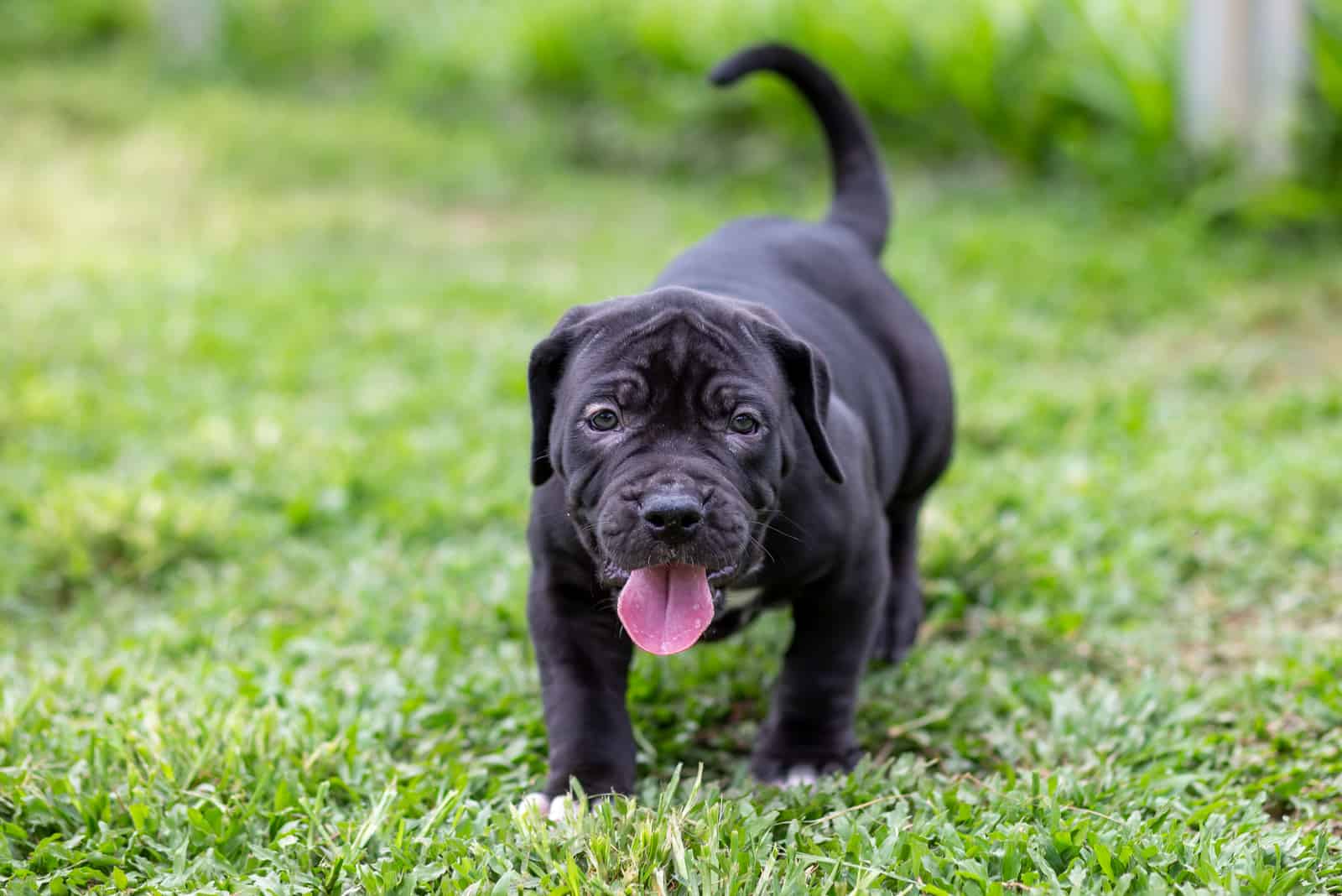 cute little black pitbull puppy
