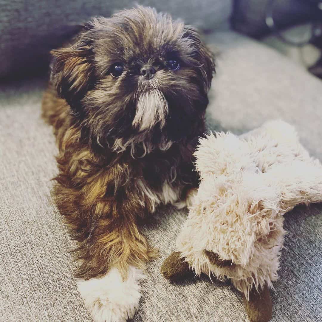 cute brindle shih tzu puppy