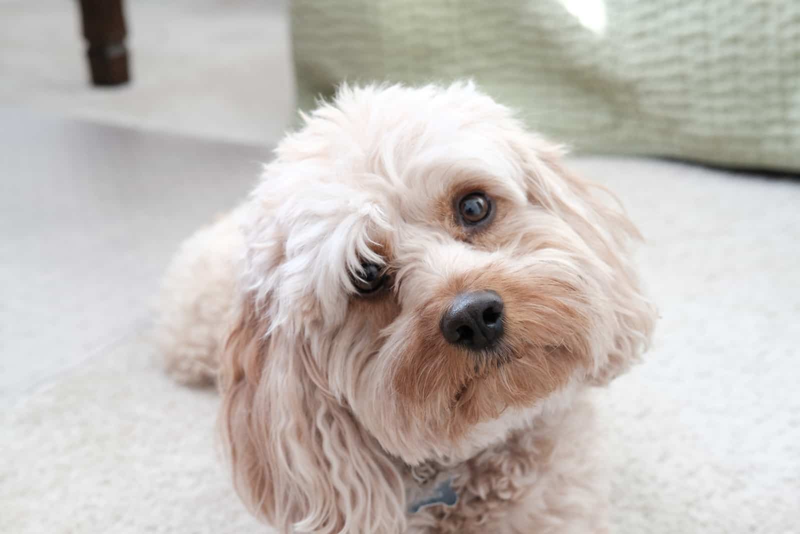 cute cavapoo portrait looking at camera