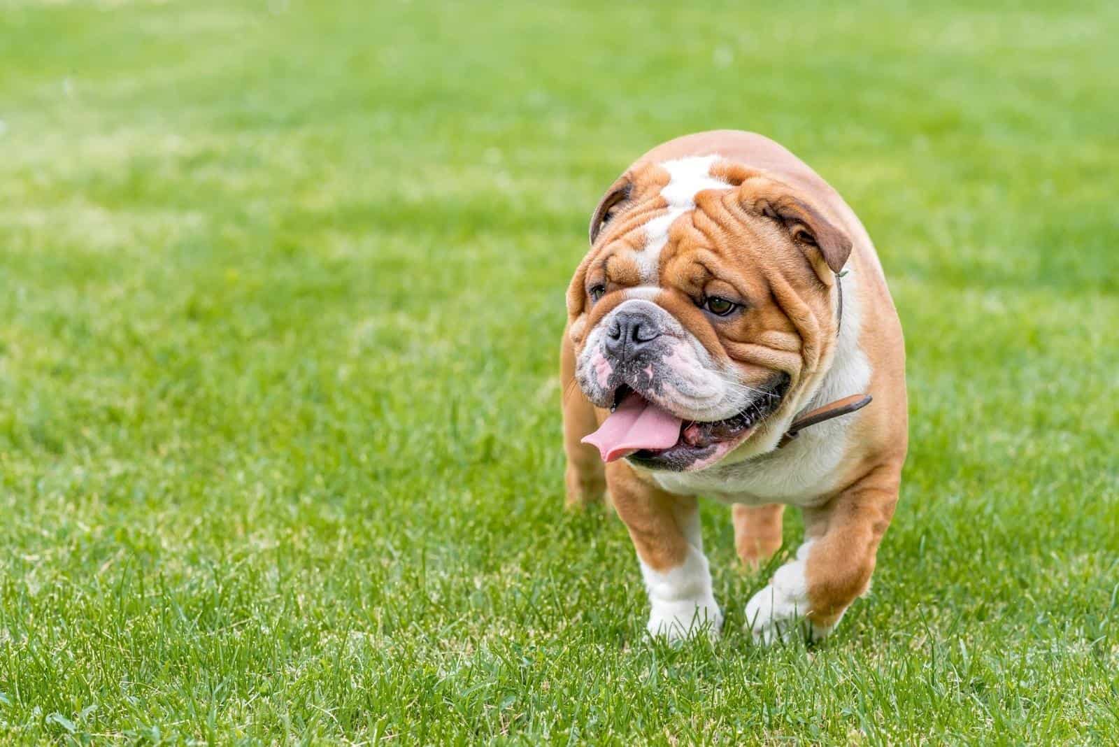 cute english bulldog in nature