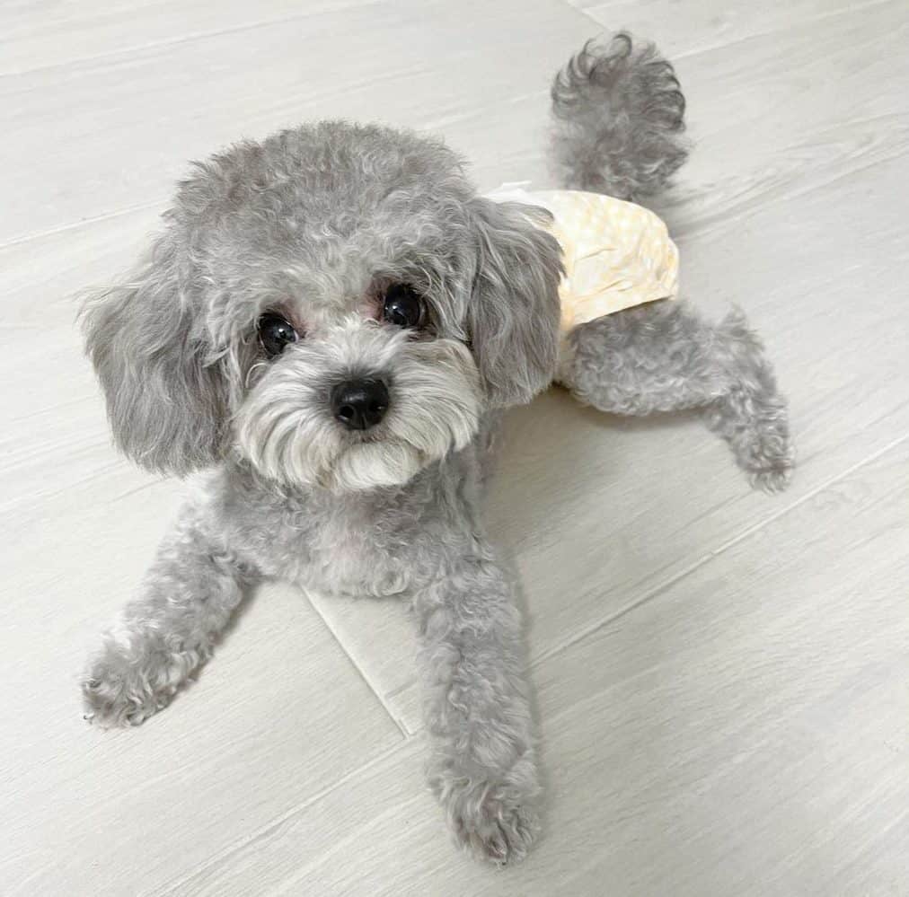 cute grey poodle