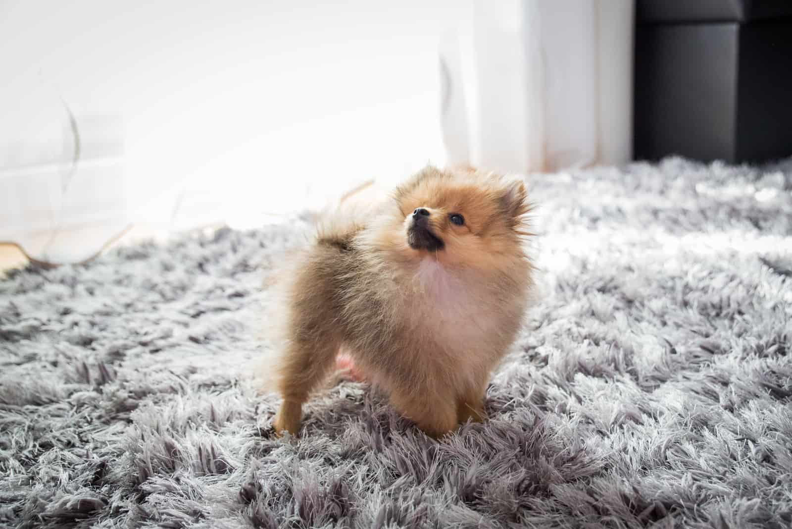 cute little fluffy puppy pomeranian