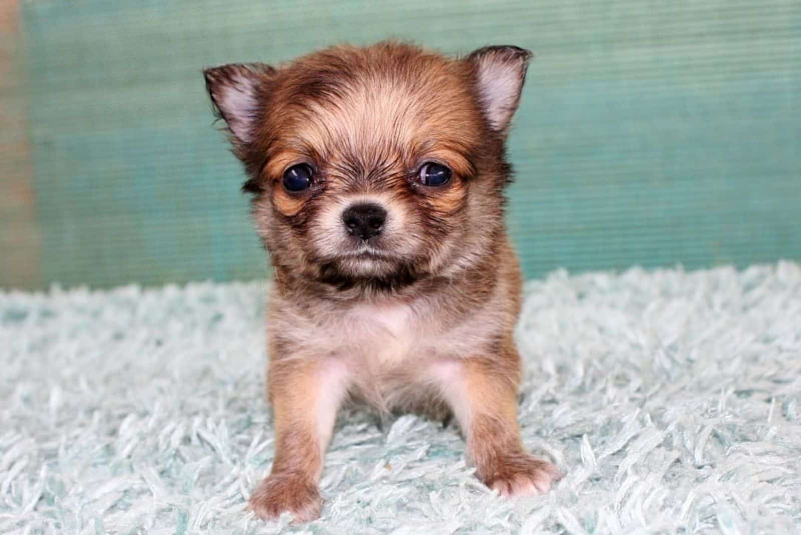 cute little micro chihuahua