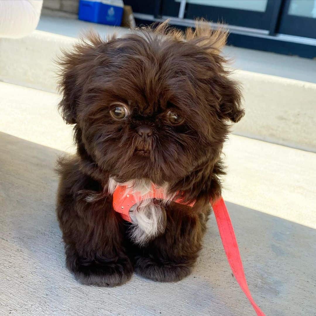 cute liver shih tzu puppy