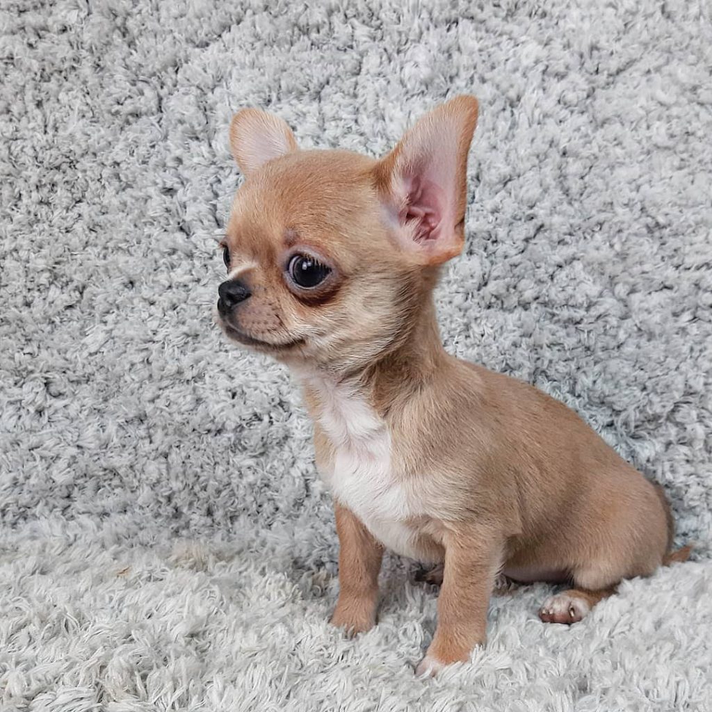 Teacup Chihuahua The Tiniest Dog With A Huge Backstory