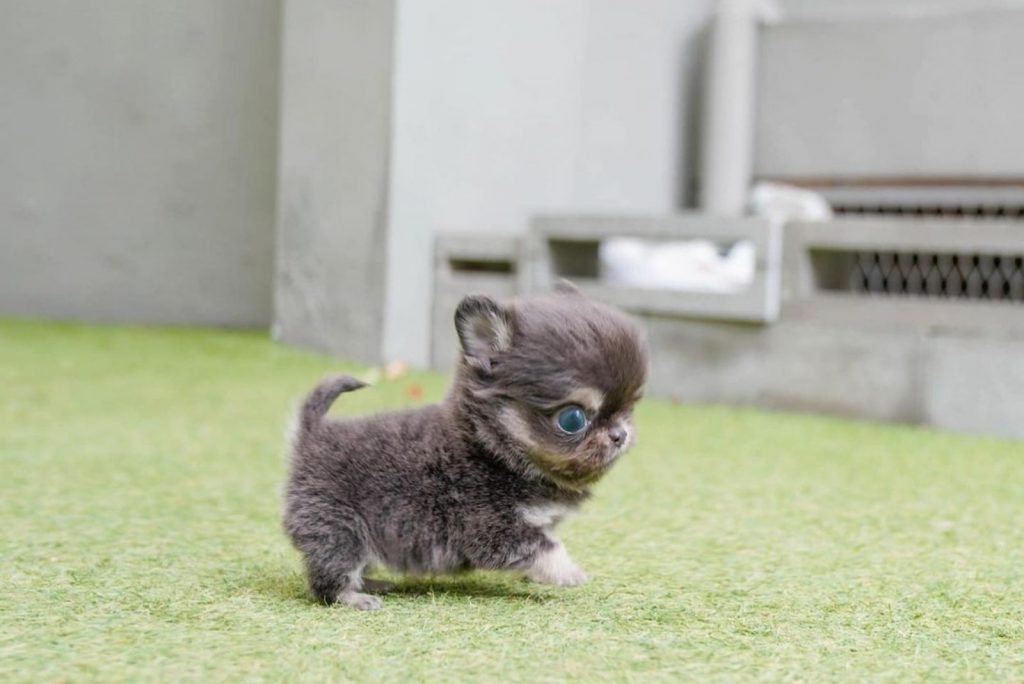 Teacup Chihuahua The Tiniest Dog With A Huge Backstory