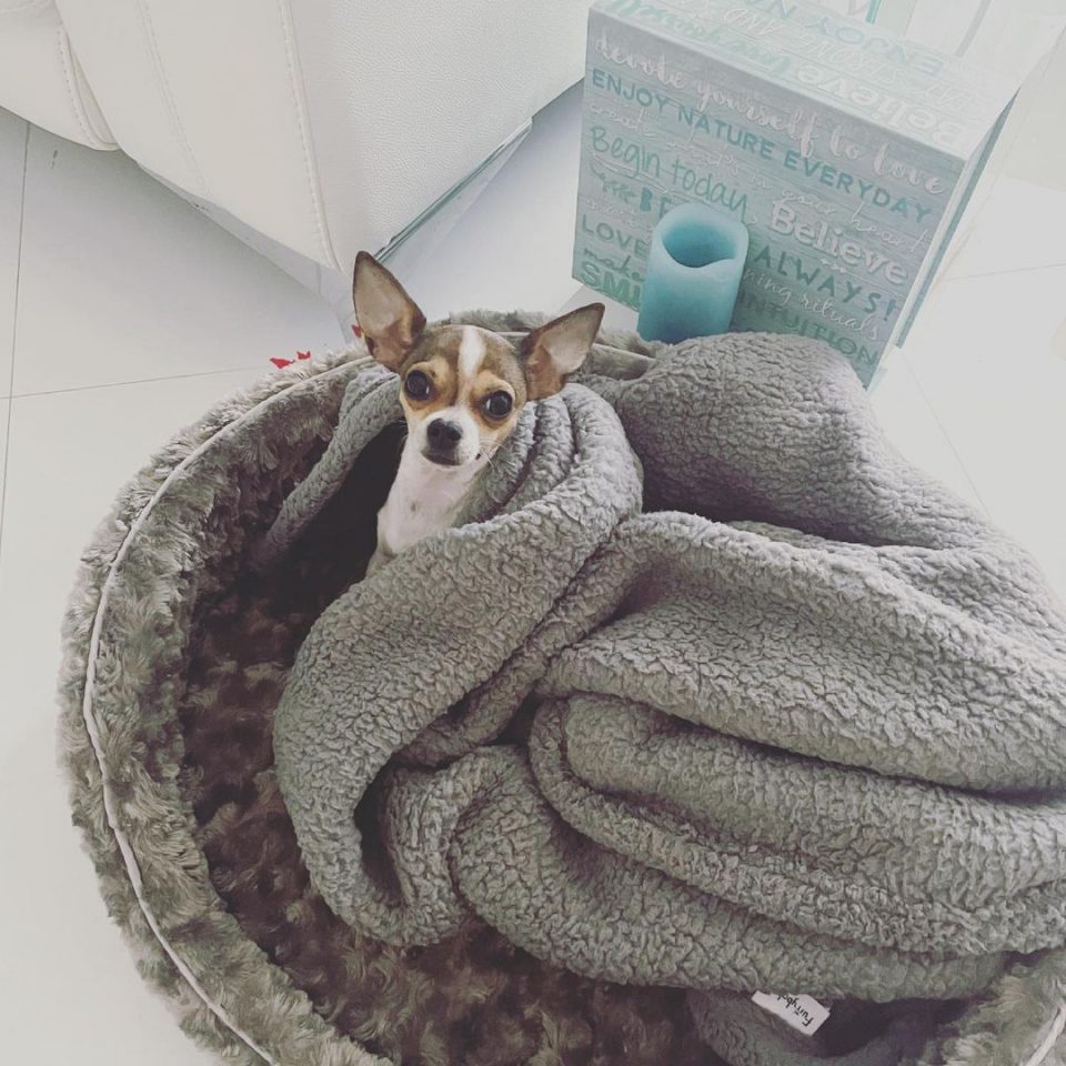 Teacup Chihuahua The Tiniest Dog With A Huge Backstory