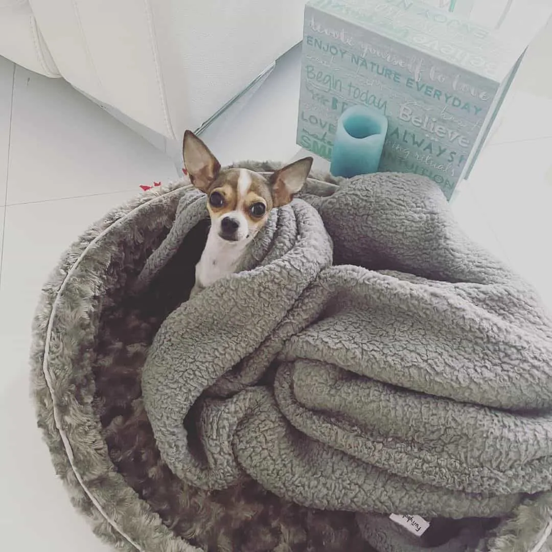 cute micro chihuahua at home resting