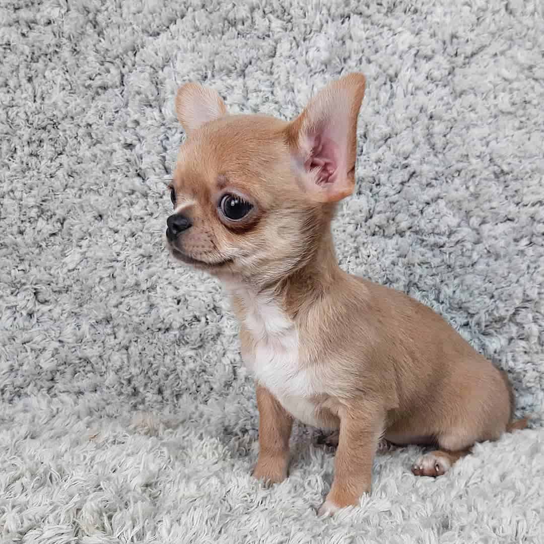 cute micro chihuahua