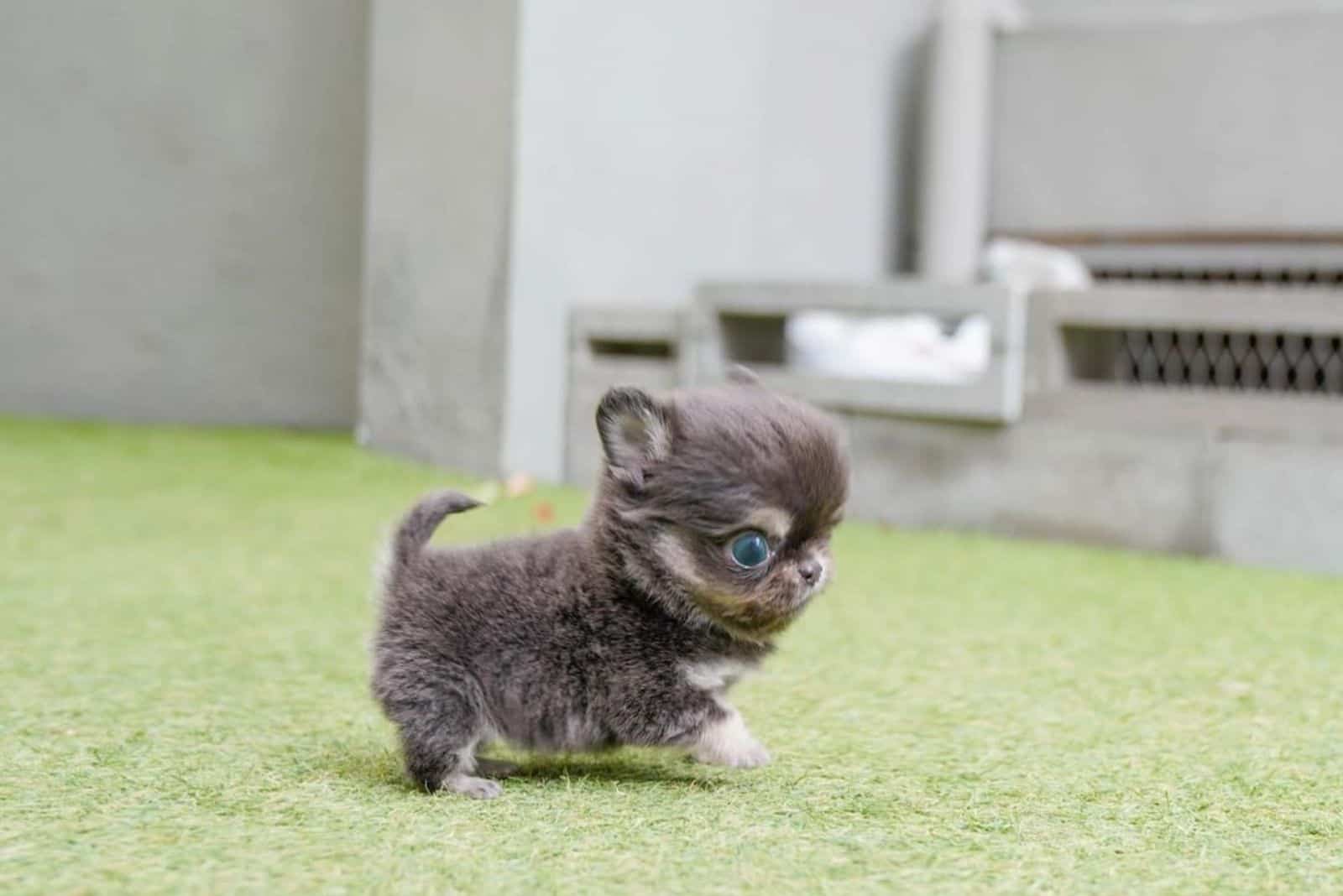 cute micro chihuahua