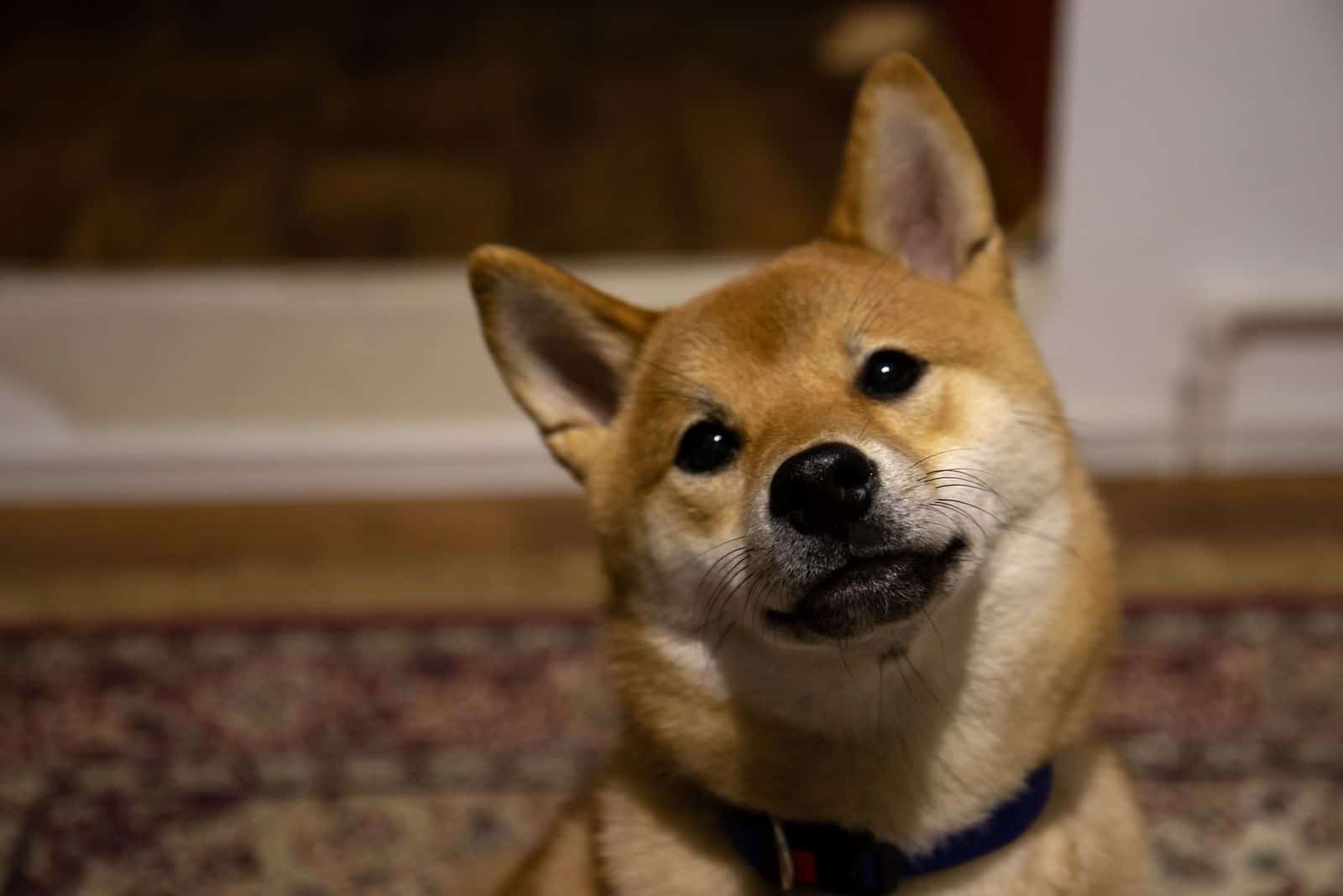 cute shiba inu corgi puppy in a headshot looking at the camera