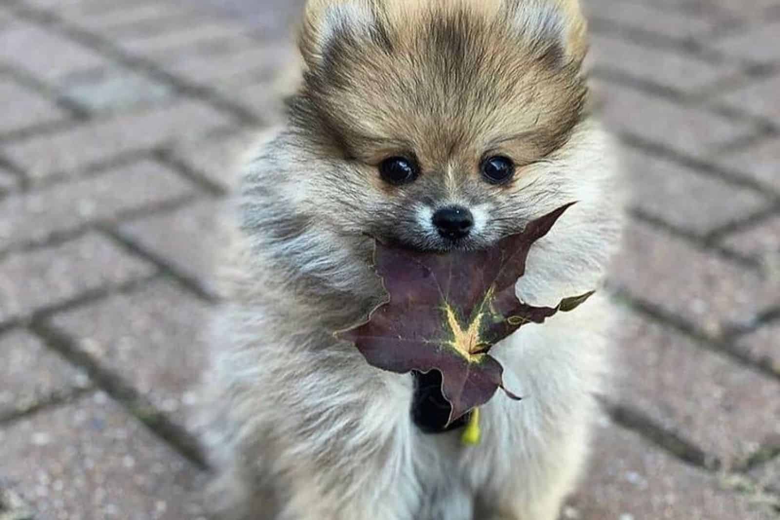 cute teacup pomeranian puppy