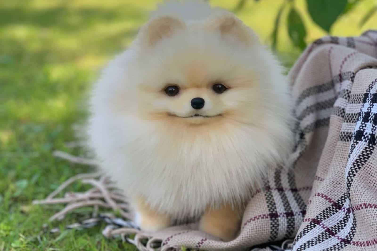 cute teacup pomeranian puppy