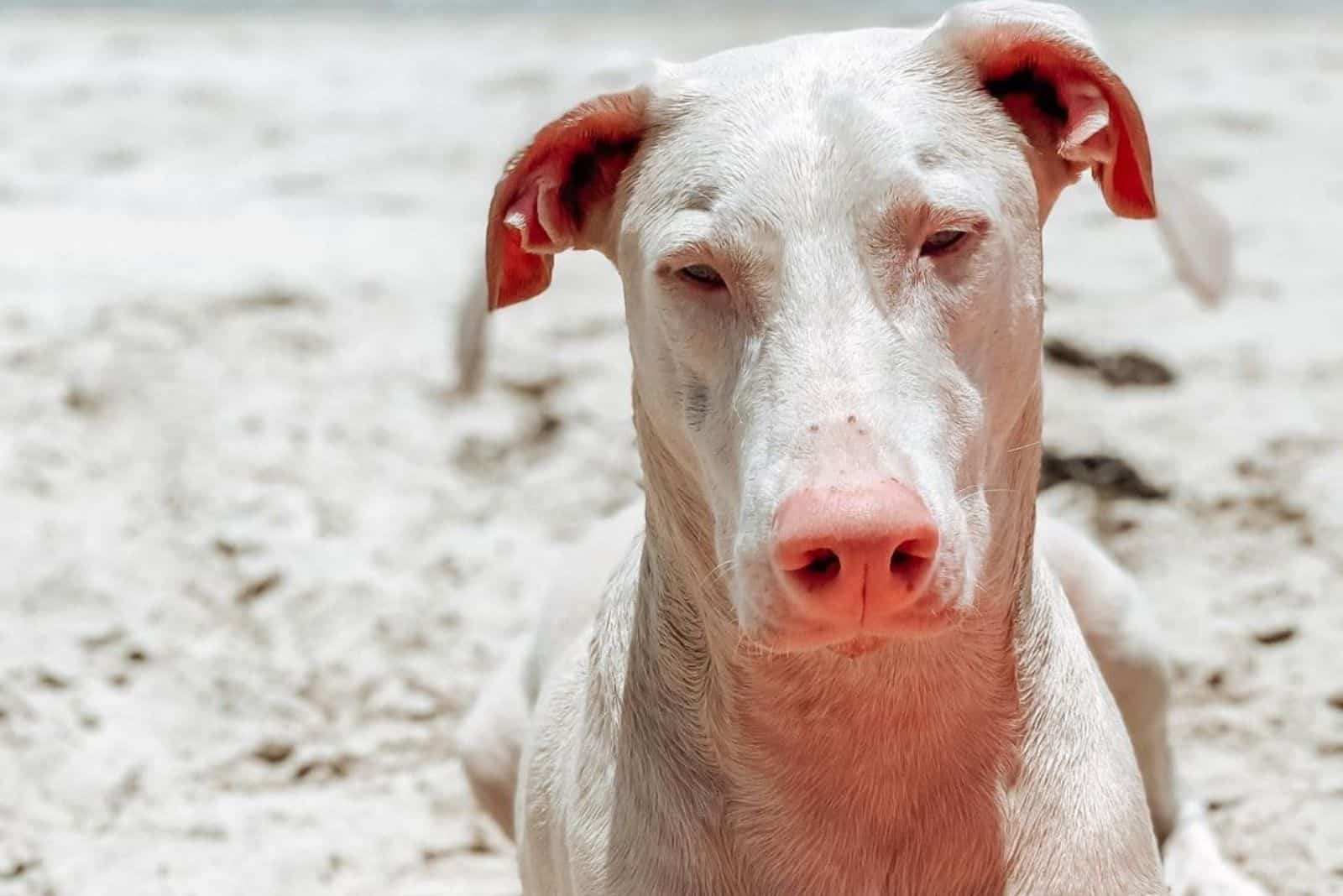 cute white doberman