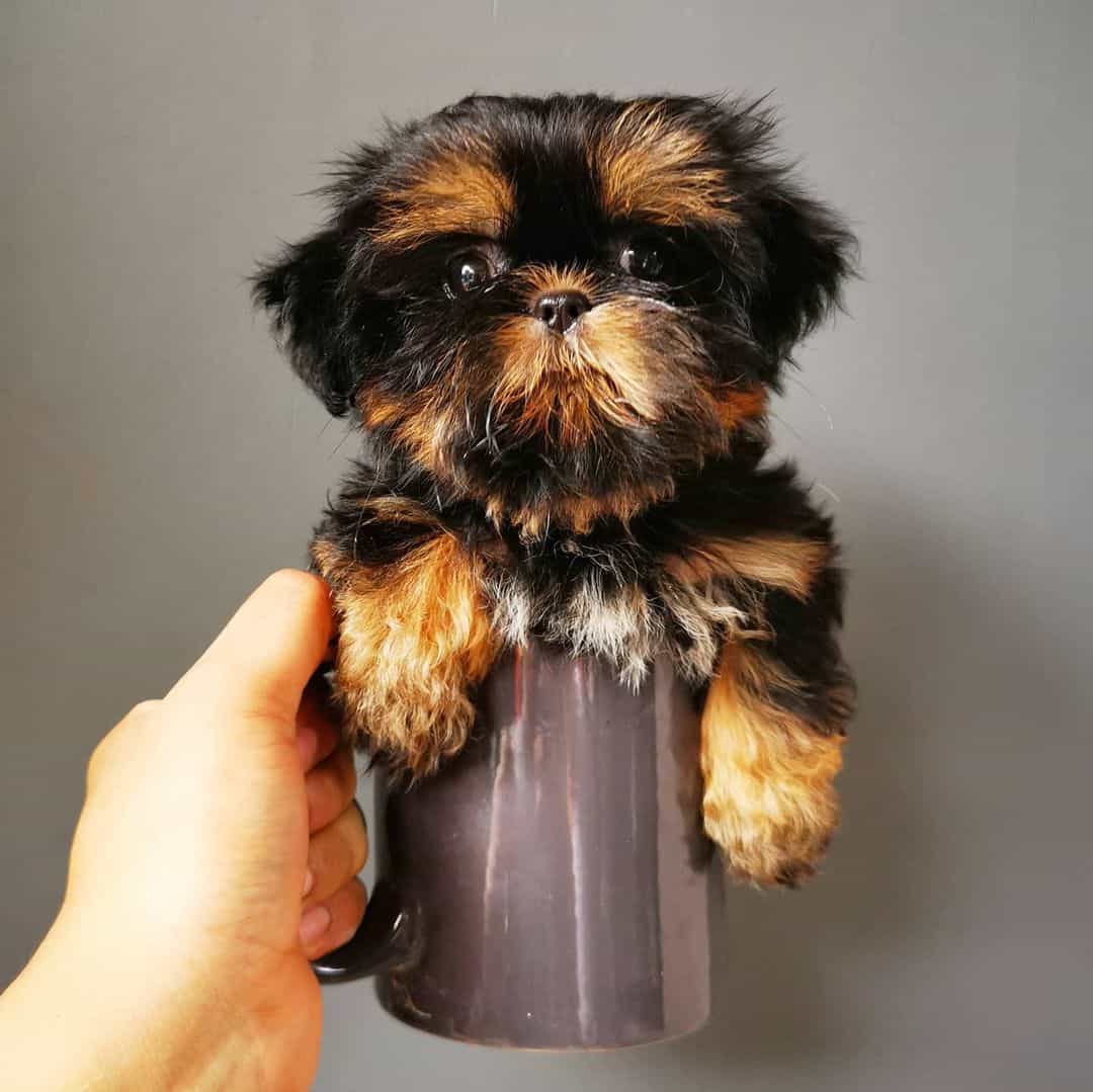 dobie markings on shih tzu