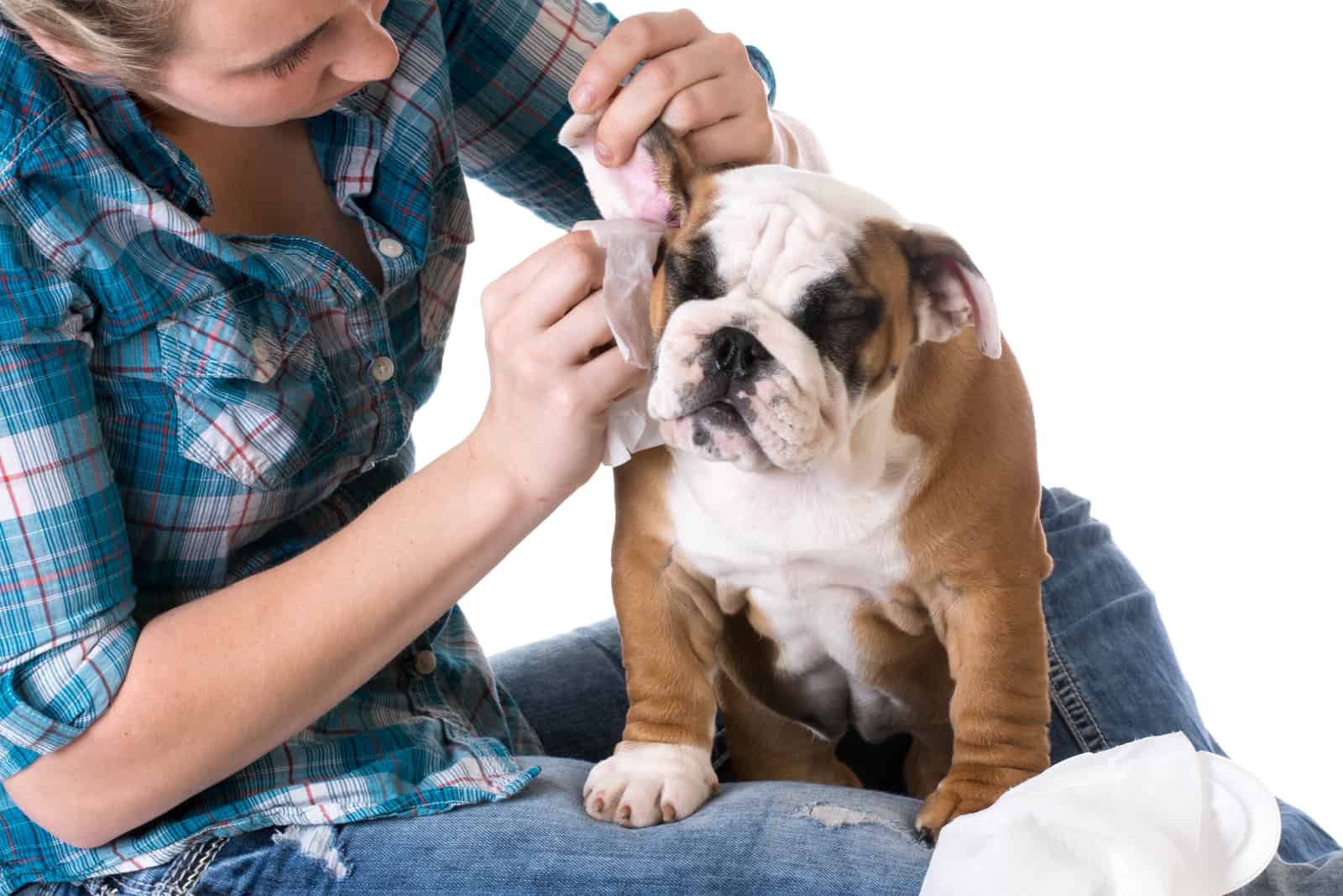 dog grooming - bulldog getting ears cleaned by woman