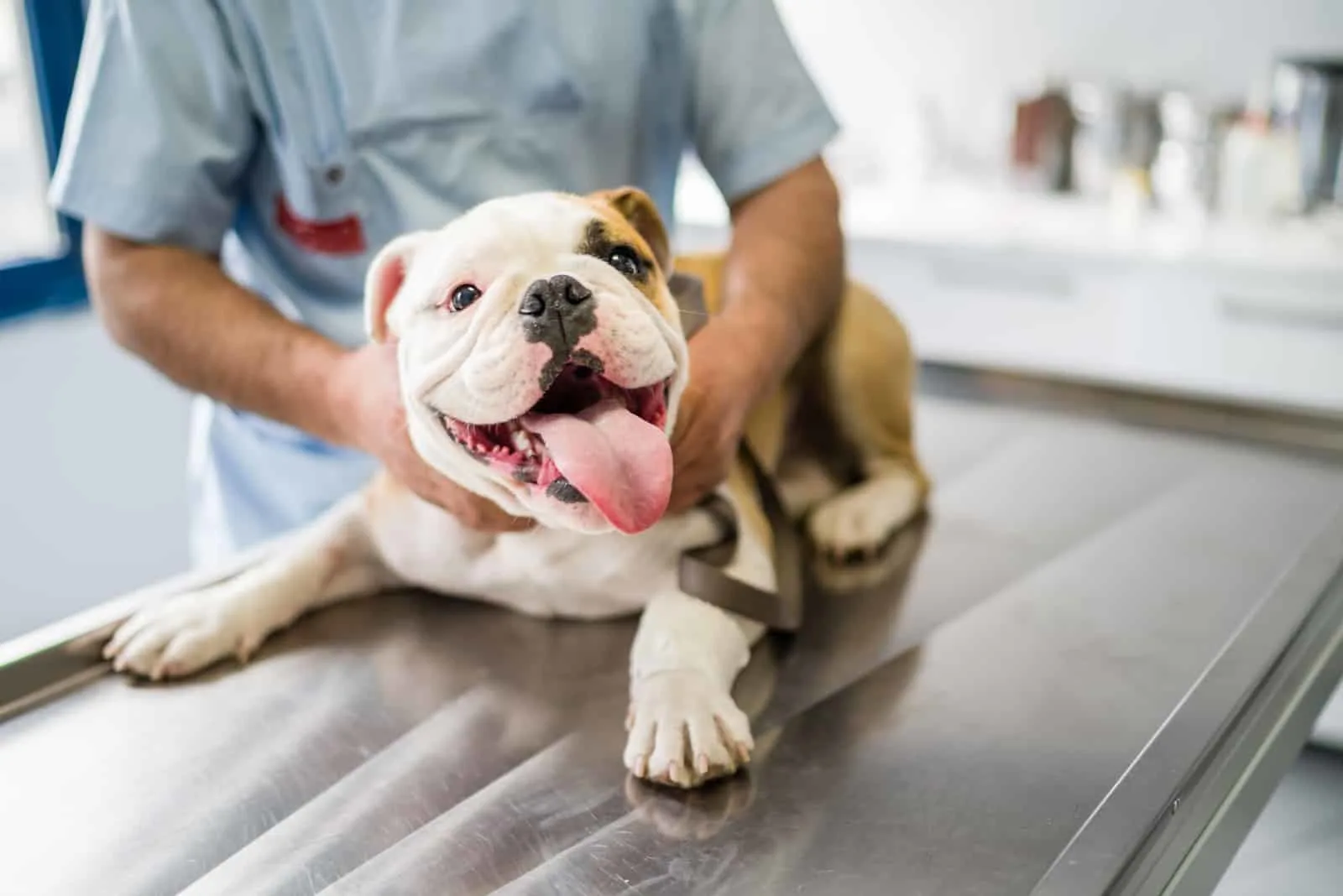 dog health control by vet at the animal hospital