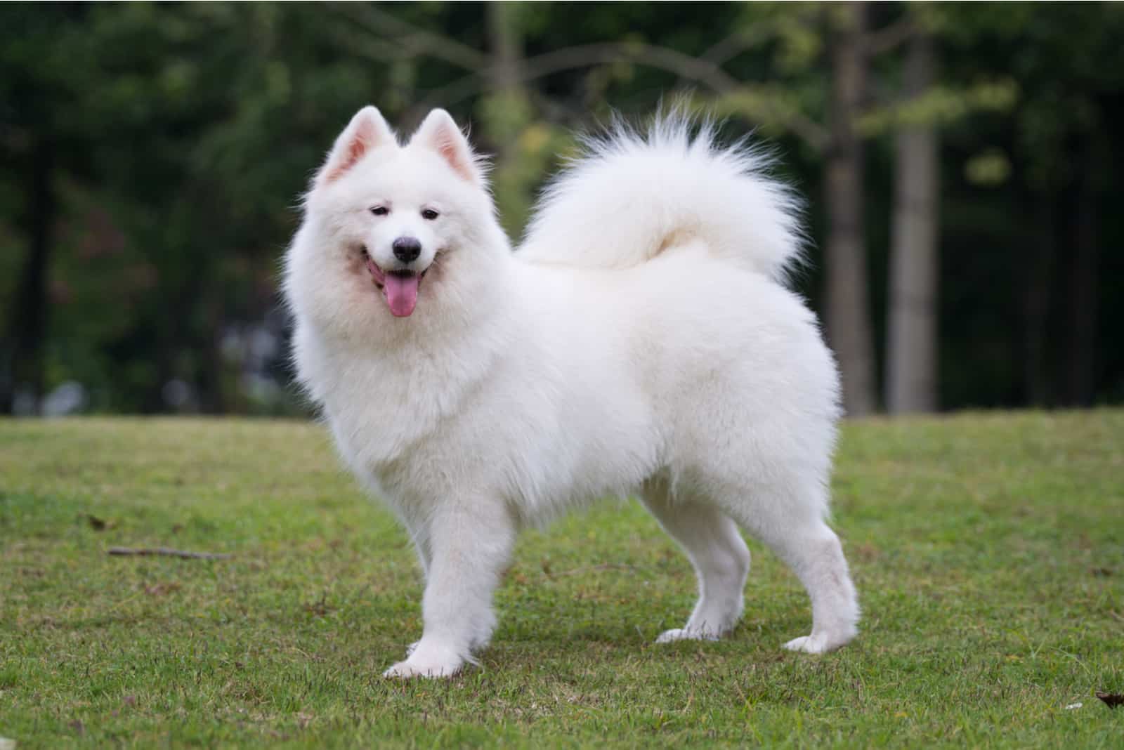 samoyed dog on the grass in the park