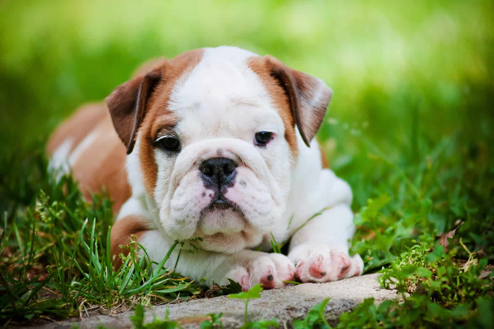 english bulldog puppy outdoors