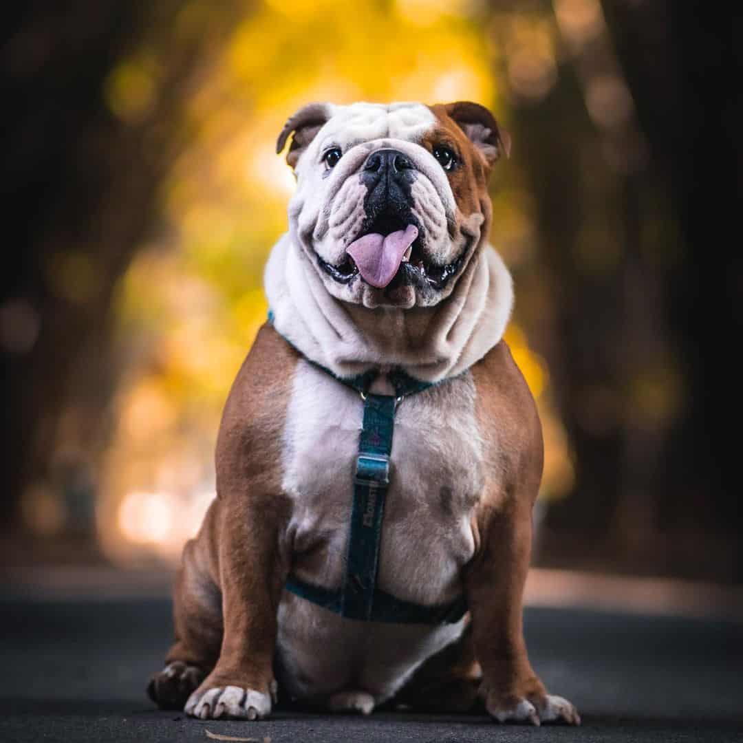 english bulldog