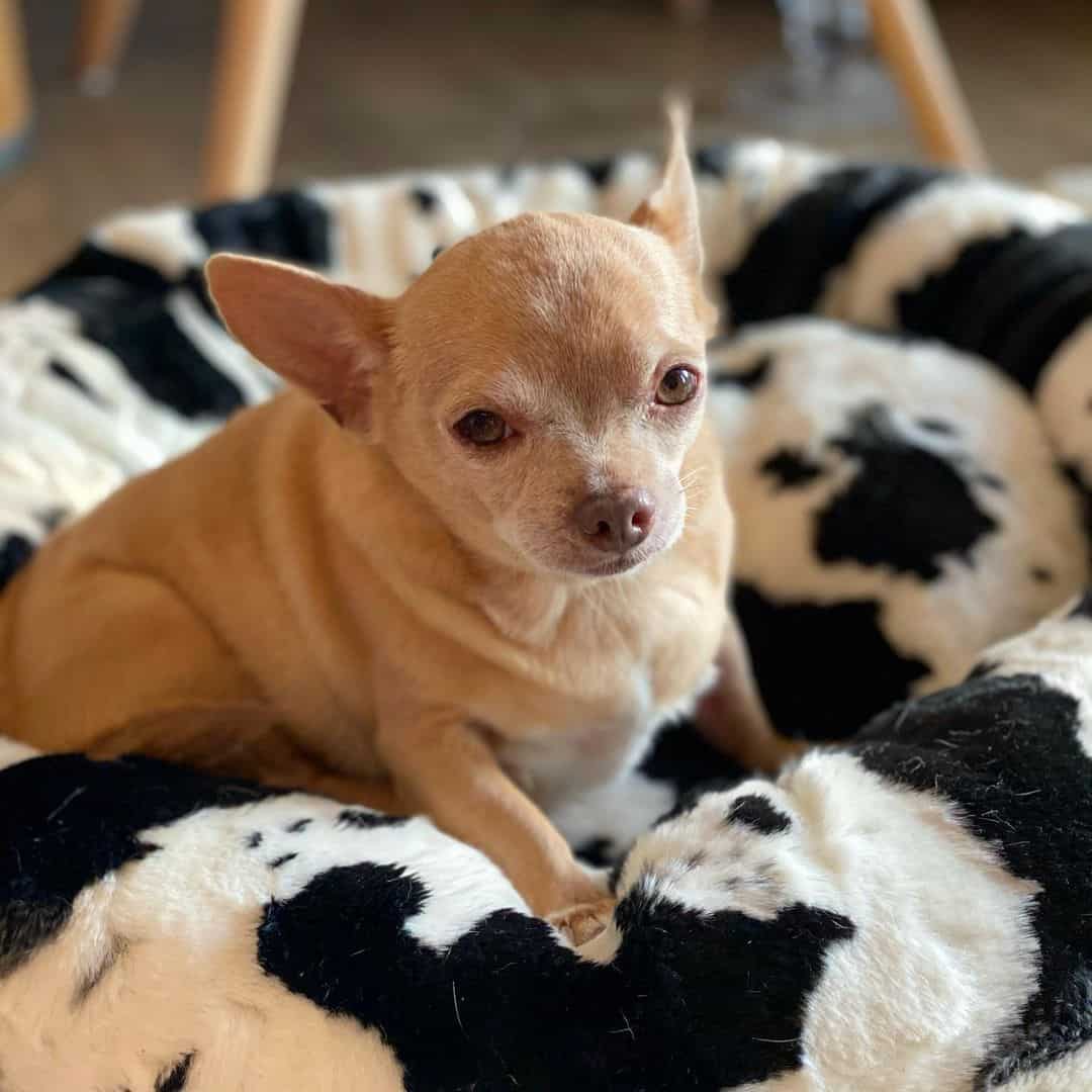 fat chihuahua dog lying in his bed